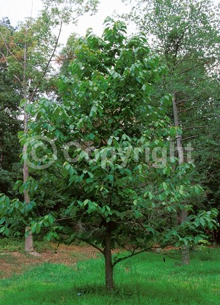 Purple blooms; Deciduous; Broadleaf; North American Native