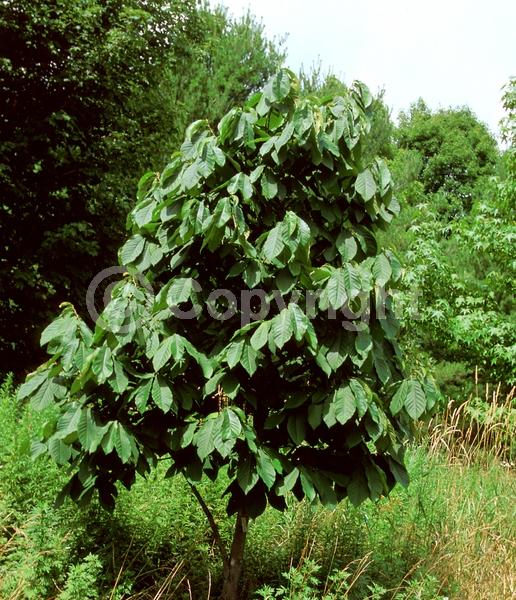 Purple blooms; Deciduous; Broadleaf; North American Native