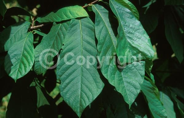 Purple blooms; Deciduous; Broadleaf; North American Native