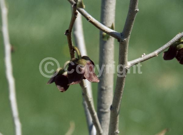 Purple blooms; Deciduous; Broadleaf; North American Native