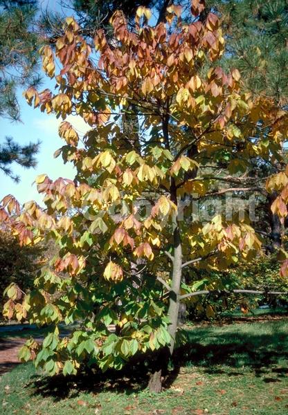 Purple blooms; Deciduous; Broadleaf; North American Native