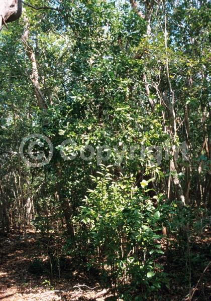 Evergreen; North American Native