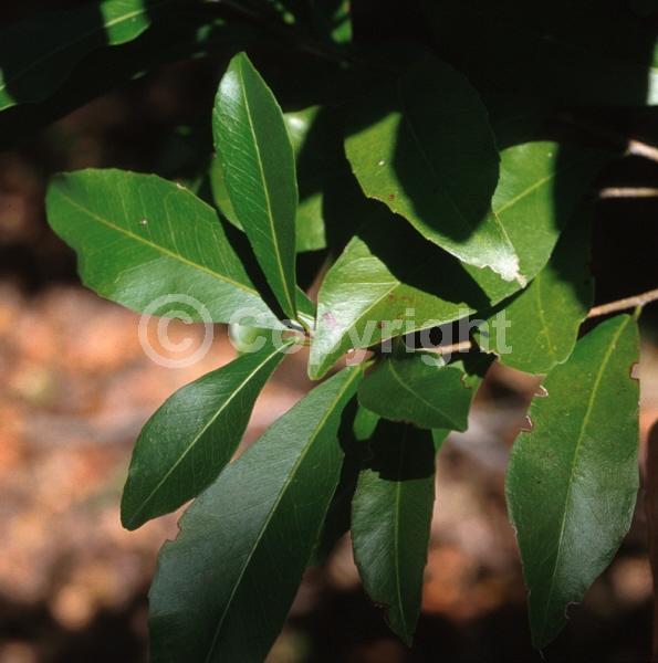 Evergreen; North American Native