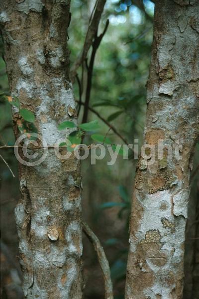 Evergreen; North American Native