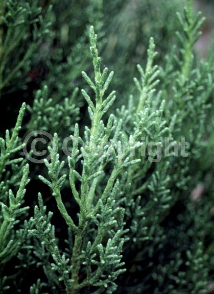 Yellow blooms; Evergreen; 