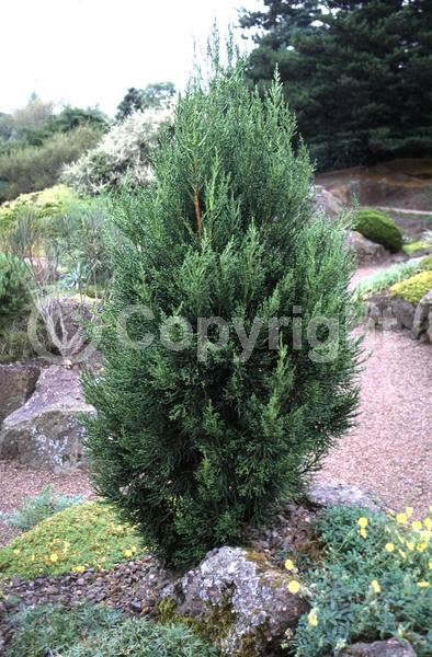 Yellow blooms; Evergreen; 