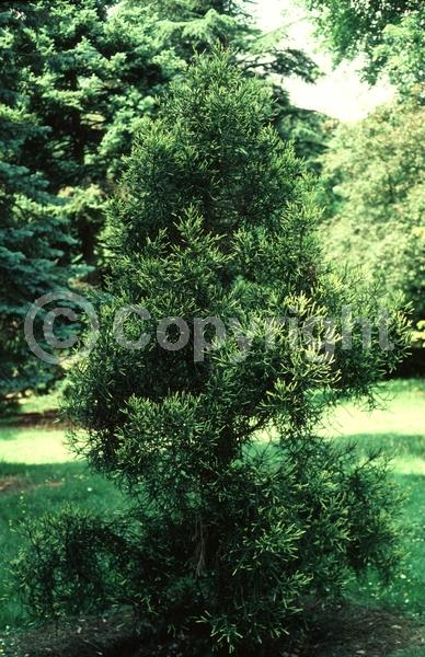 Yellow blooms; Evergreen; 