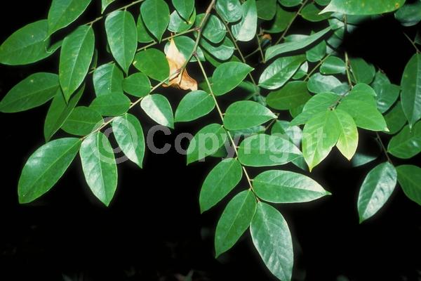 Pink blooms; Evergreen; Needles or needle-like leaf