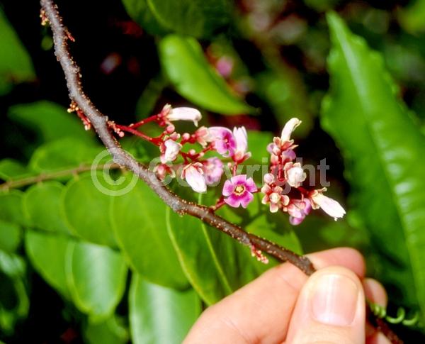 Pink blooms; Evergreen; Needles or needle-like leaf