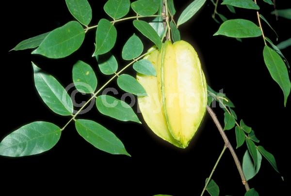 Pink blooms; Evergreen; Needles or needle-like leaf