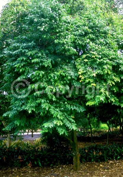 Pink blooms; Evergreen; Needles or needle-like leaf
