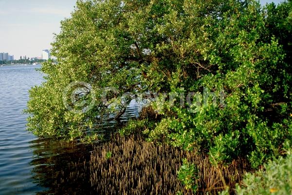 White blooms; Evergreen; North American Native