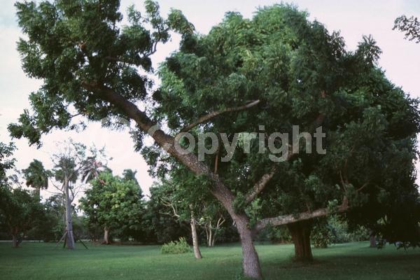 White blooms; Evergreen