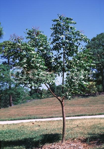 White blooms; Evergreen