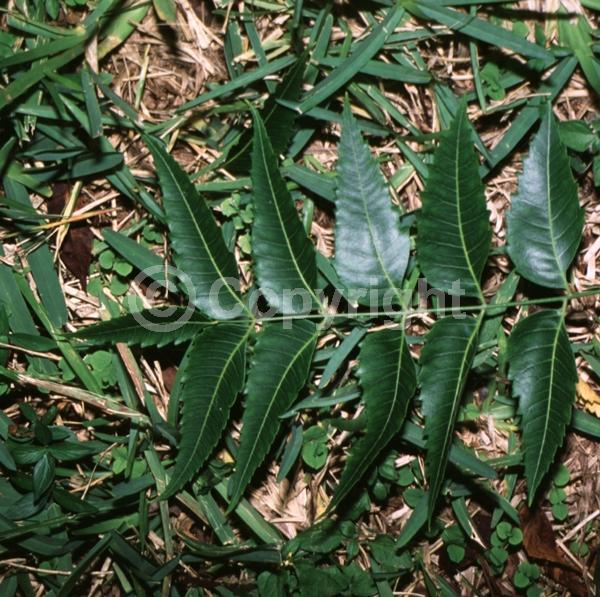 White blooms; Evergreen