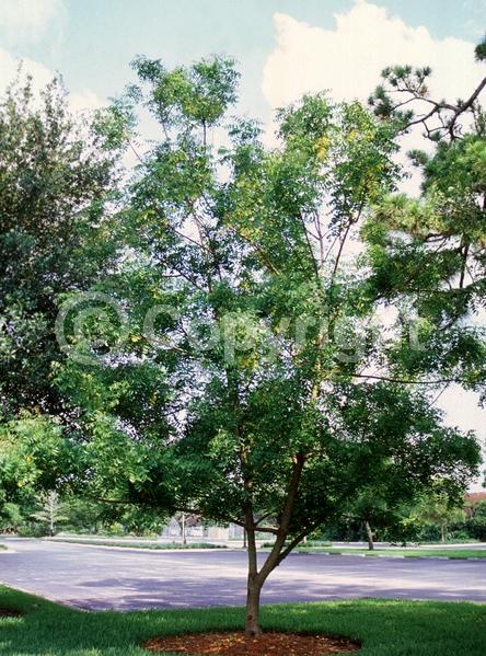 White blooms; Evergreen