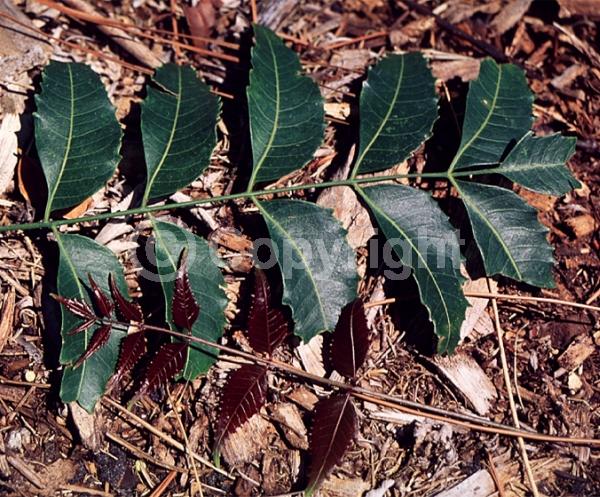 White blooms; Evergreen
