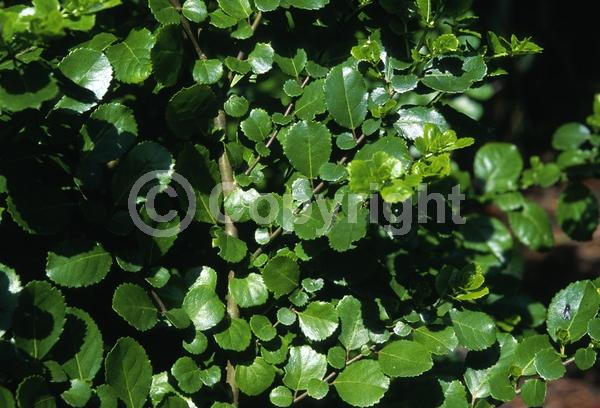 Yellow blooms; Evergreen