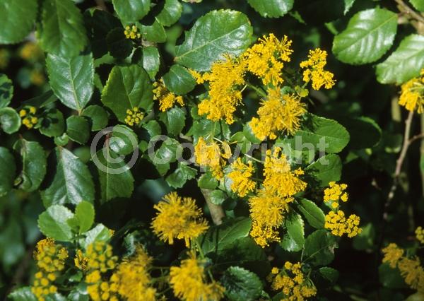 Yellow blooms; Evergreen