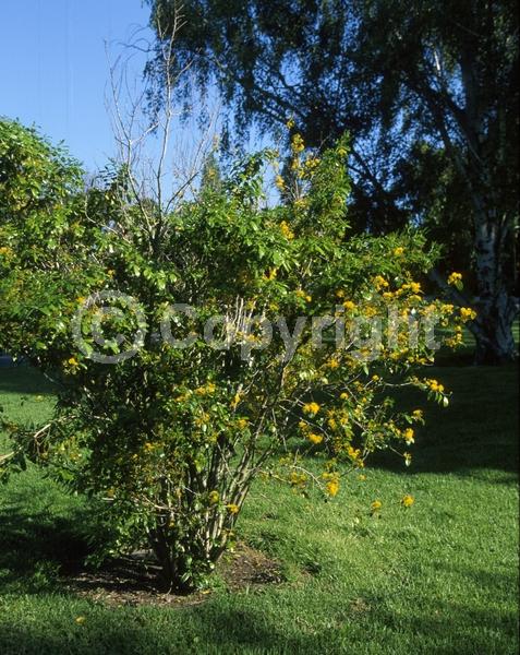 Yellow blooms; Evergreen