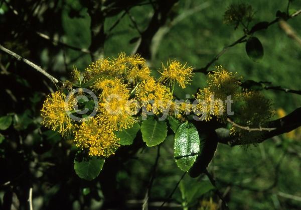 Yellow blooms; Evergreen