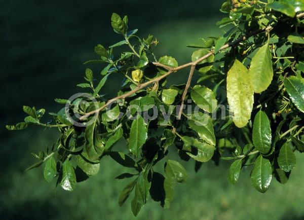 Yellow blooms; Evergreen