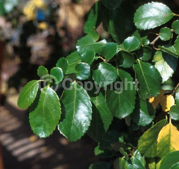 Yellow blooms; Evergreen