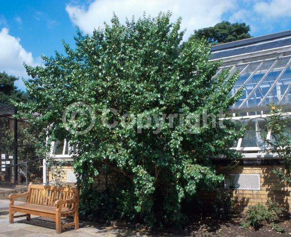 Yellow blooms; Evergreen