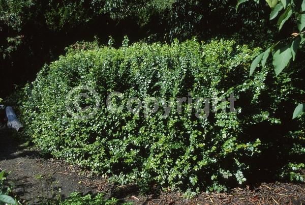 Yellow blooms; Evergreen