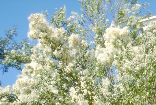 White blooms; Deciduous; Broadleaf; North American Native