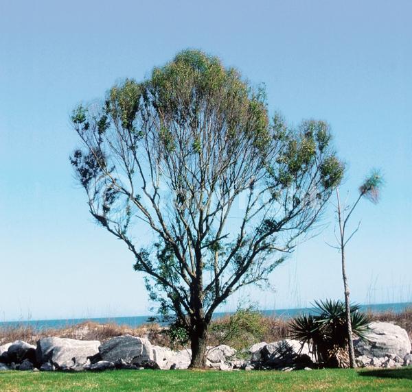 White blooms; Deciduous; Broadleaf; North American Native