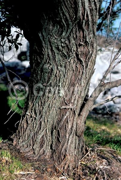 White blooms; Deciduous; Broadleaf; North American Native