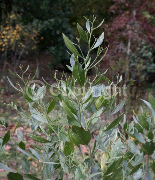 White blooms; Deciduous; Broadleaf; North American Native
