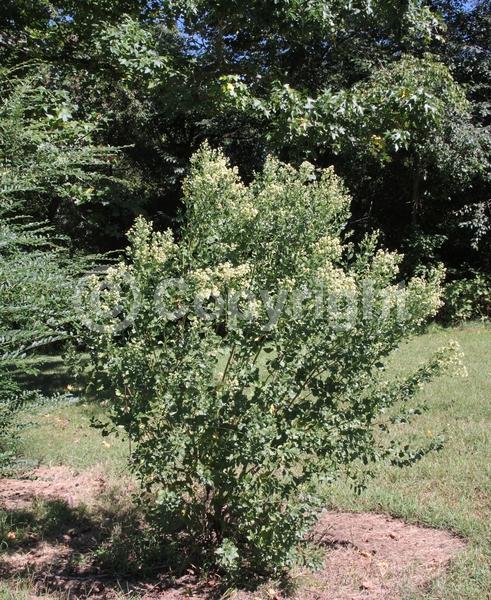 White blooms; Deciduous; Broadleaf; North American Native