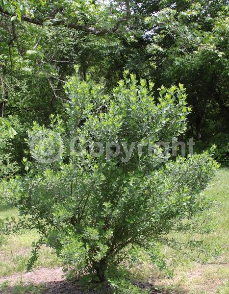 White blooms; Deciduous; Broadleaf; North American Native
