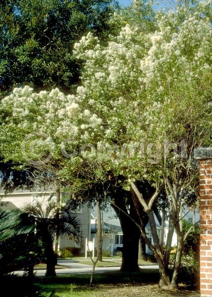 White blooms; Deciduous; Broadleaf; North American Native