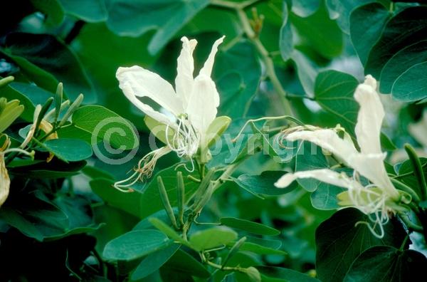 White blooms; Deciduous; Broadleaf