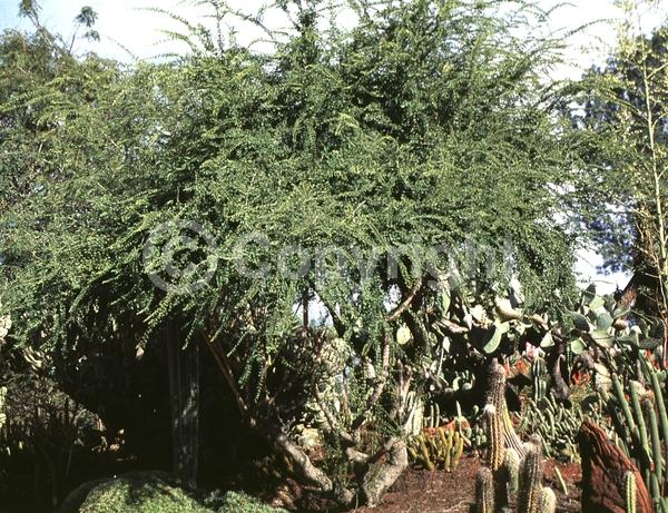 White blooms; Evergreen; Broadleaf