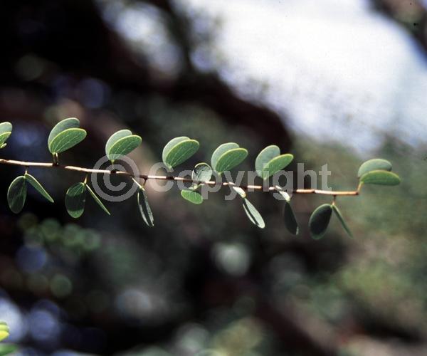 White blooms; Evergreen; Broadleaf