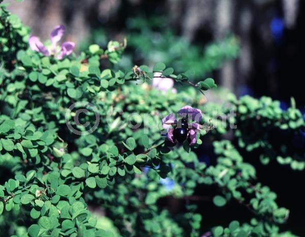 Lavender blooms; Evergreen