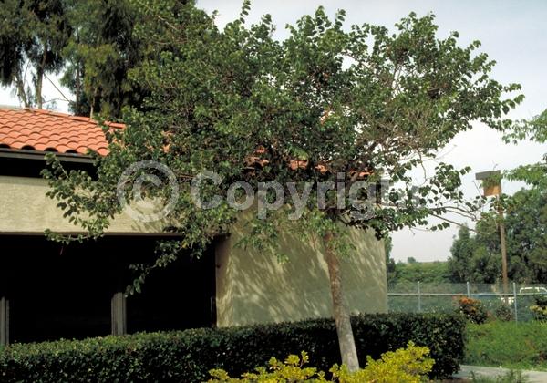 Red blooms; Blue blooms; Purple blooms; Deciduous; Broadleaf