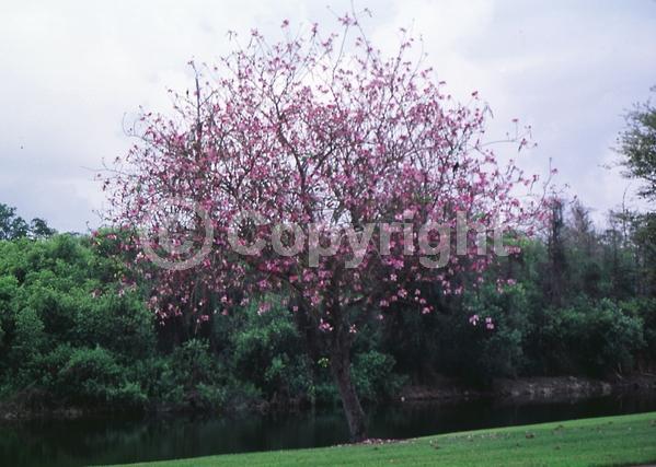 Red blooms; Blue blooms; Purple blooms; Deciduous; Broadleaf