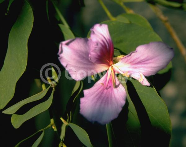 Red blooms; Blue blooms; Purple blooms; Deciduous; Broadleaf