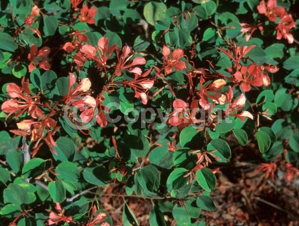 Red blooms; Yellow blooms; Purple blooms; White blooms; Pink blooms; Evergreen; Semi-evergreen