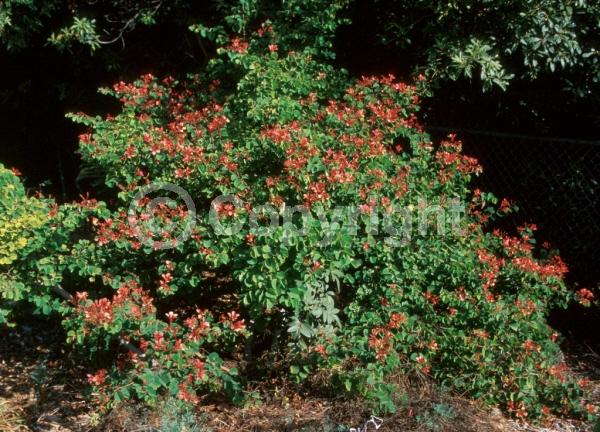 Red blooms; Yellow blooms; Purple blooms; White blooms; Pink blooms; Evergreen; Semi-evergreen