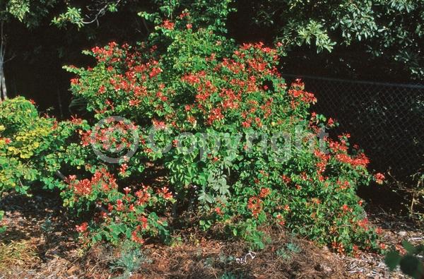 Red blooms; Yellow blooms; Purple blooms; White blooms; Pink blooms; Evergreen; Semi-evergreen