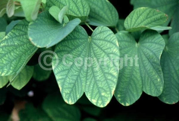 Red blooms; Yellow blooms; Purple blooms; White blooms; Pink blooms; Evergreen; Semi-evergreen