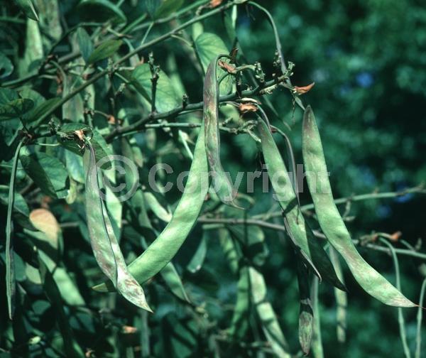 Red blooms; Yellow blooms; Purple blooms; White blooms; Pink blooms; Evergreen; Semi-evergreen