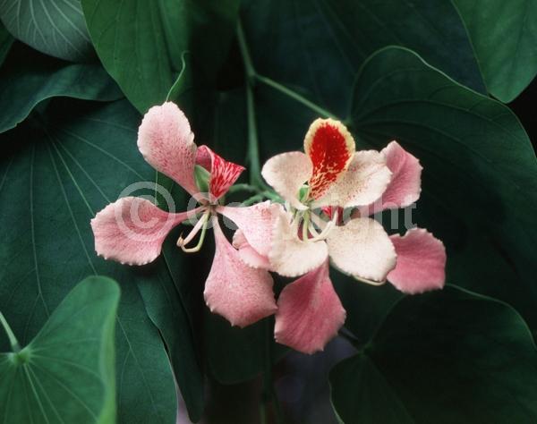 Red blooms; Yellow blooms; Purple blooms; White blooms; Pink blooms; Evergreen; Semi-evergreen