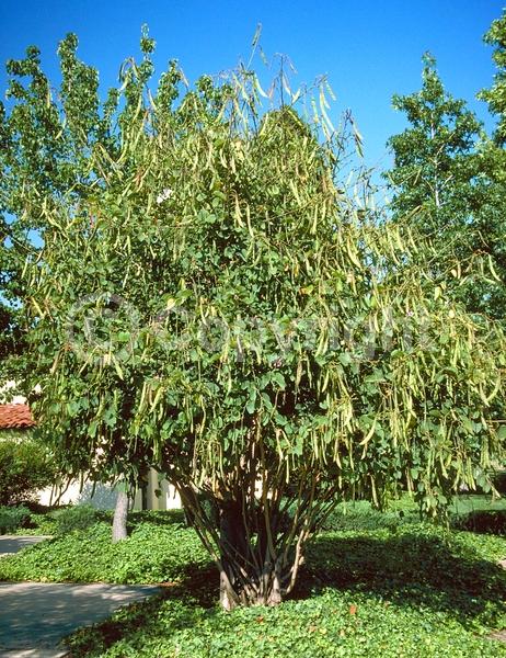 Red blooms; Yellow blooms; Purple blooms; White blooms; Pink blooms; Evergreen; Semi-evergreen